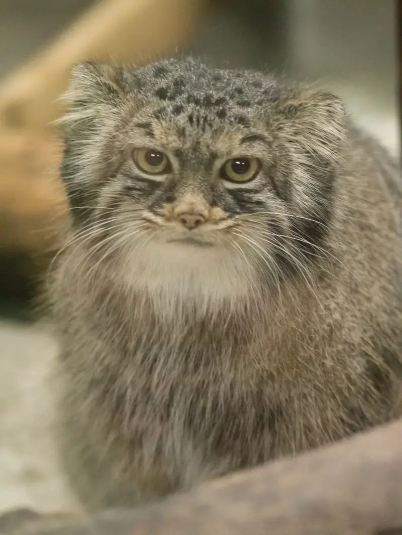恩賜上野動物園のサフランの写真