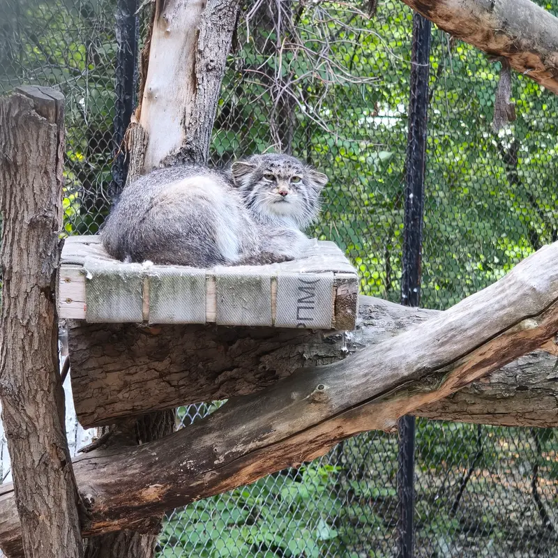 ノヴォシビルスク動物園のミアの写真