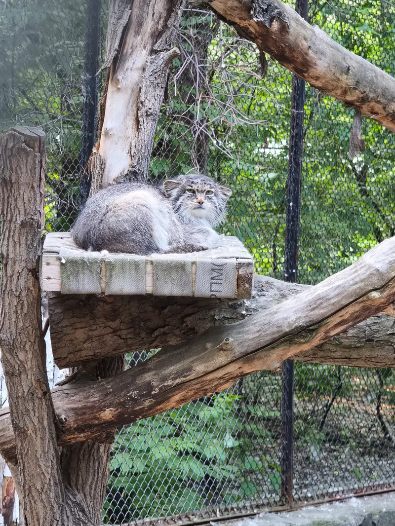 ノヴォシビルスク動物園のミアの写真