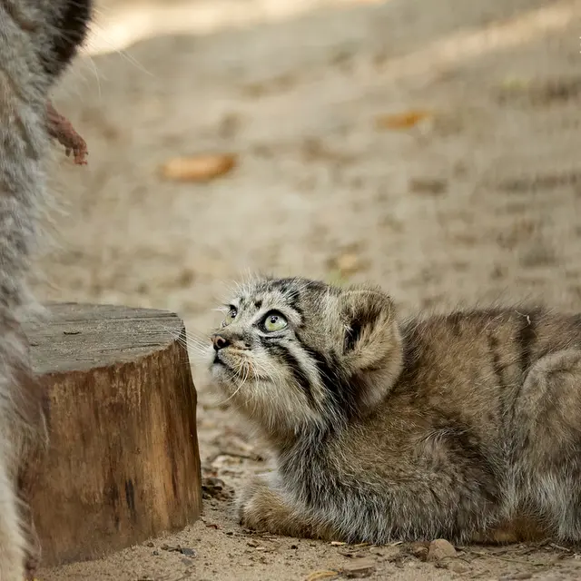 ノヴォシビルスク動物園のイヴとボリスの写真