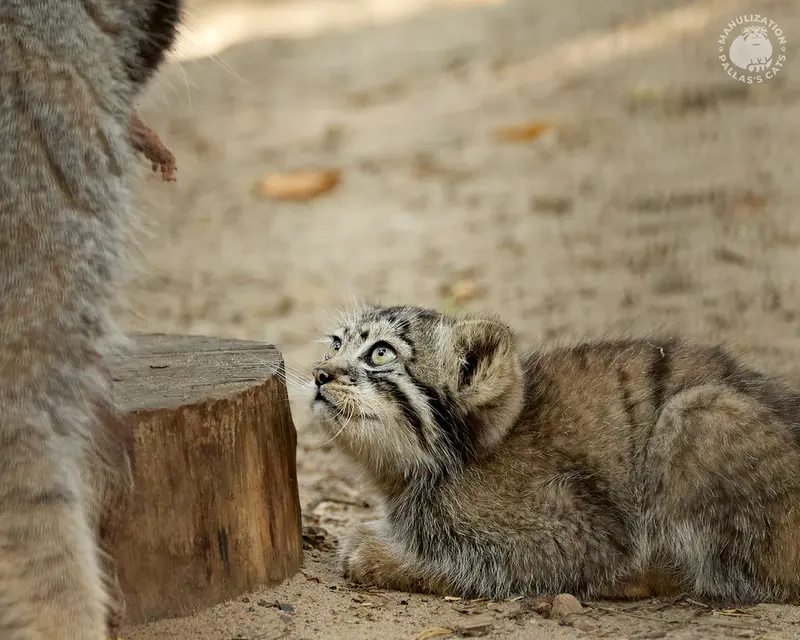 ノヴォシビルスク動物園のイヴとボリスの写真