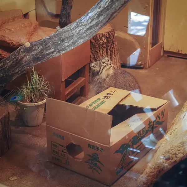 埼玉県こども動物自然公園のオリーヴァの写真