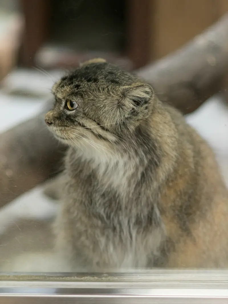 恩賜上野動物園のプリームラの写真
