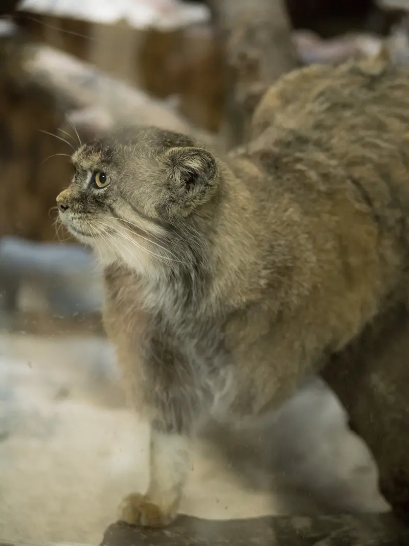 恩賜上野動物園のプリームラの写真