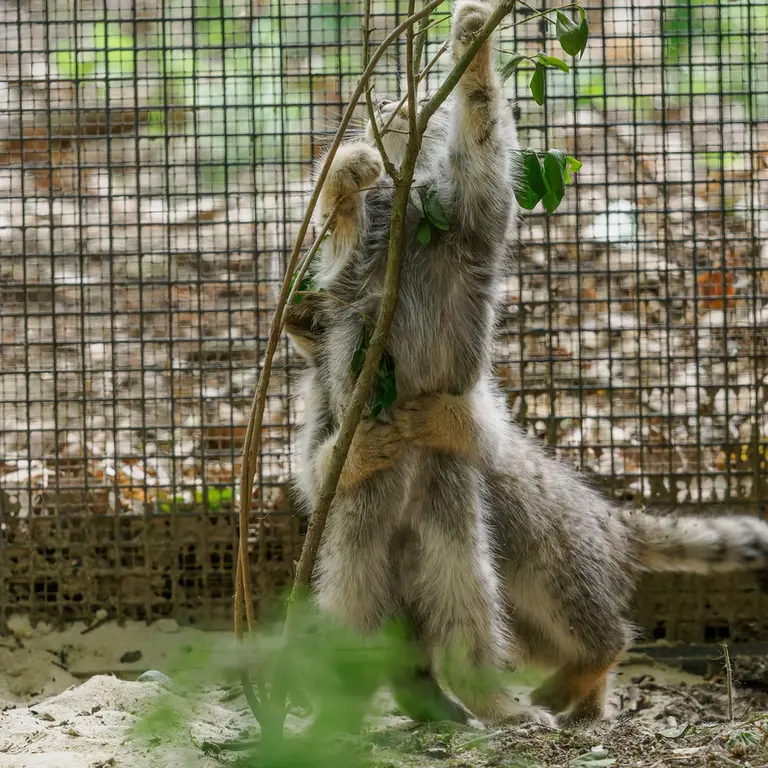 ブルノ動物園のマヌルネコの写真