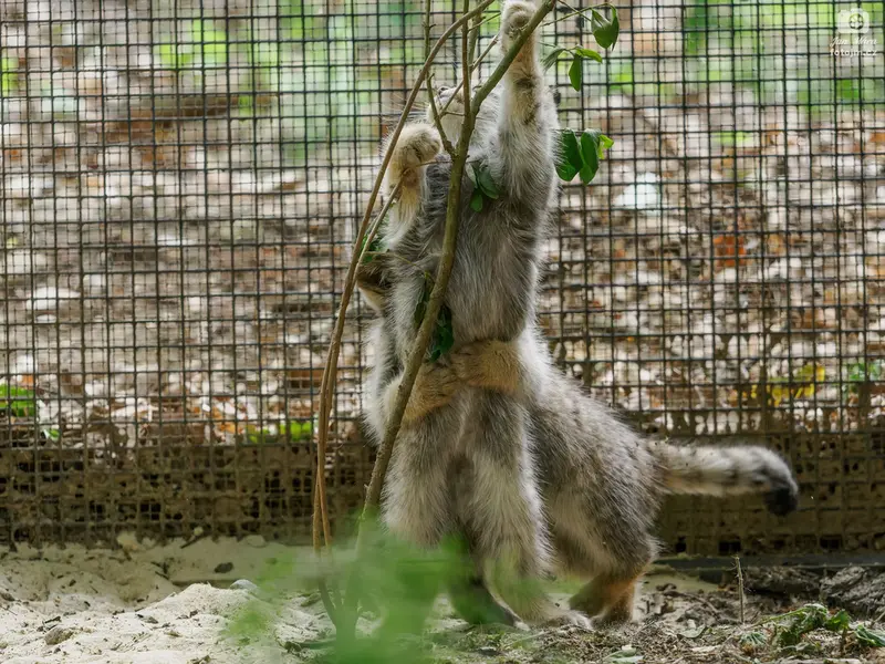 ブルノ動物園のマヌルネコの写真