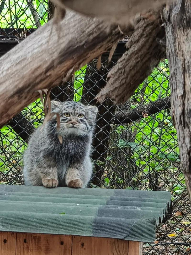 ノヴォシビルスク動物園のマヌルネコの写真