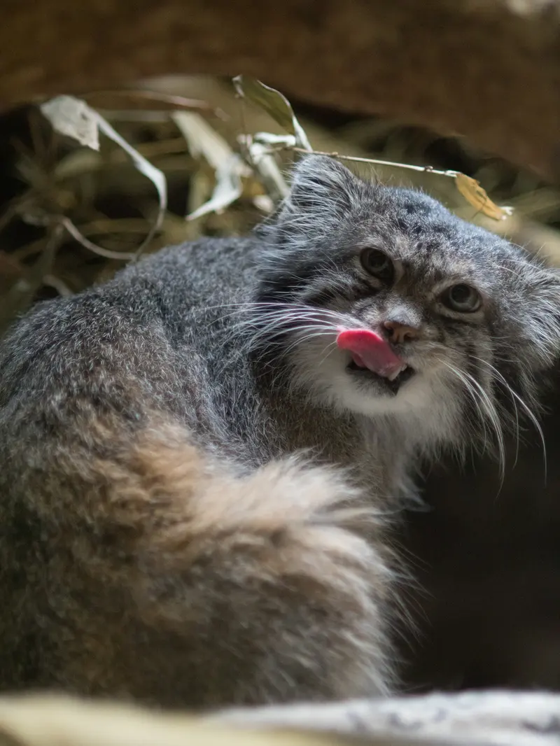 恩賜上野動物園のクリョンの写真