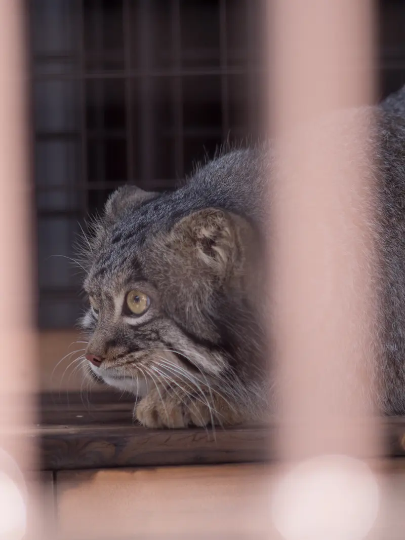 野毛山動物園のフィーガの写真