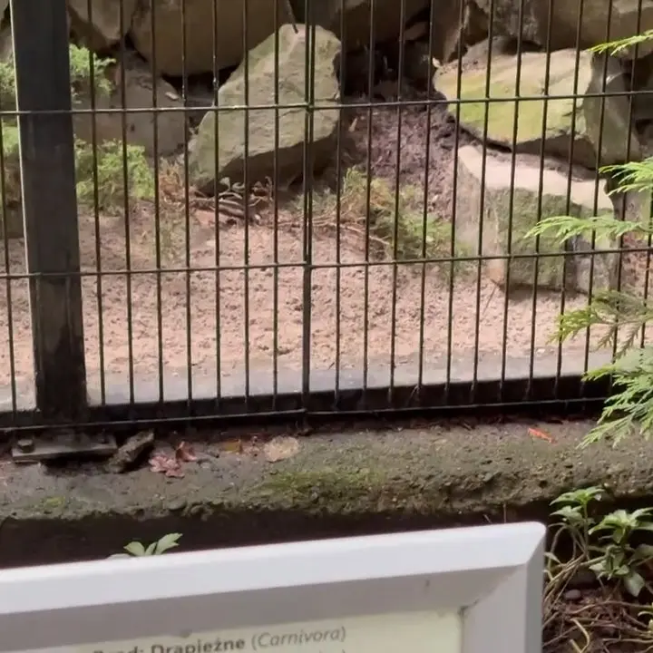 クラクフ動物園のツァスの写真