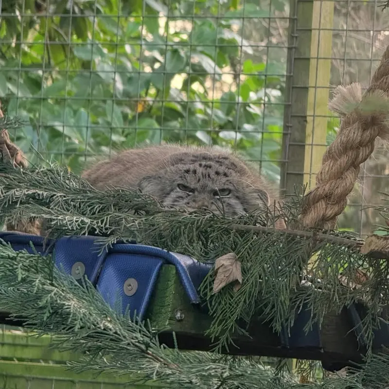バナム動物園のマヌルネコの写真