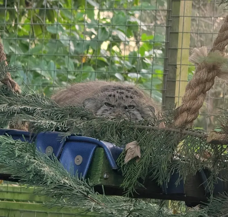 バナム動物園のマヌルネコの写真
