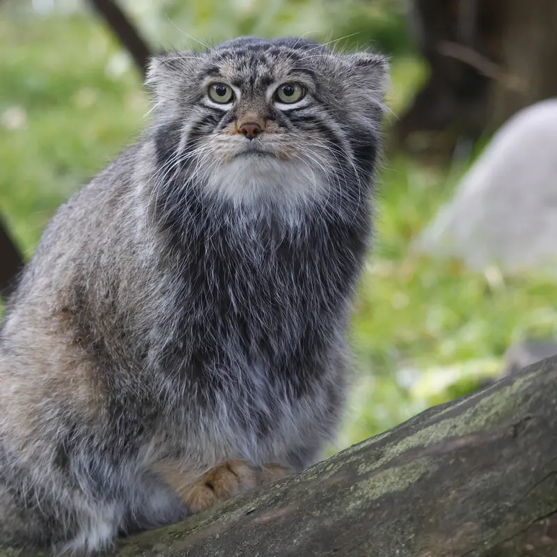モスクワ動物園のティモフェイの写真