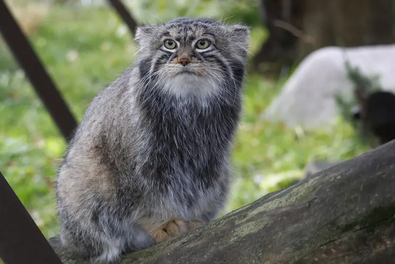 モスクワ動物園のティモフェイの写真