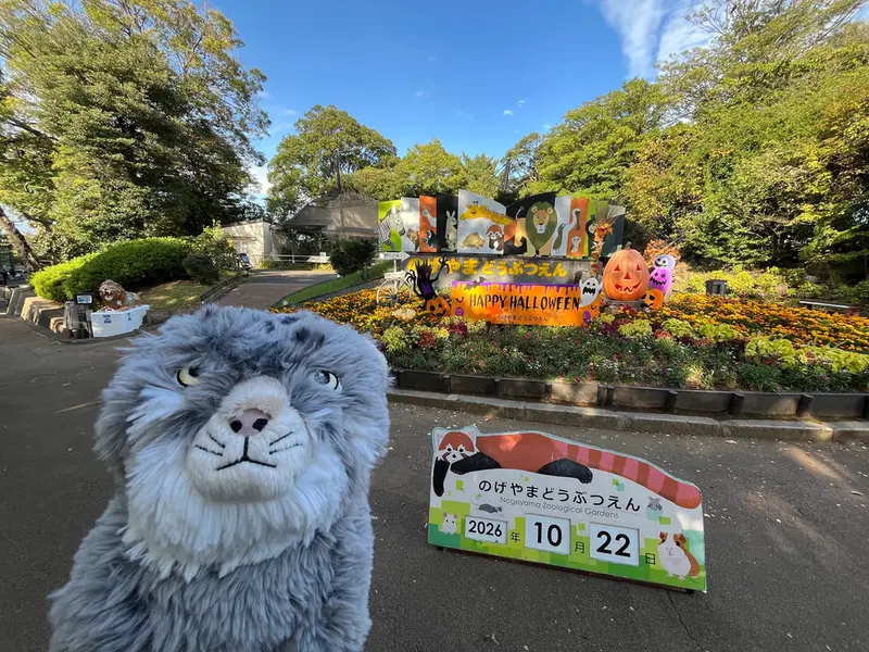 野毛山動物園のマヌルネコの写真