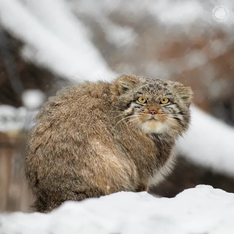 ノヴォシビルスク動物園のスネジンカの写真