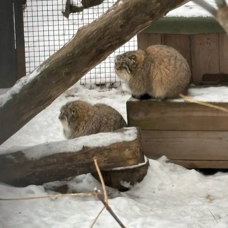 ノヴォシビルスク動物園のキムとスキフの写真