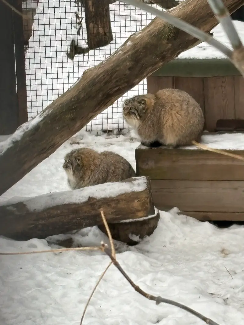 ノヴォシビルスク動物園のキムとスキフの写真