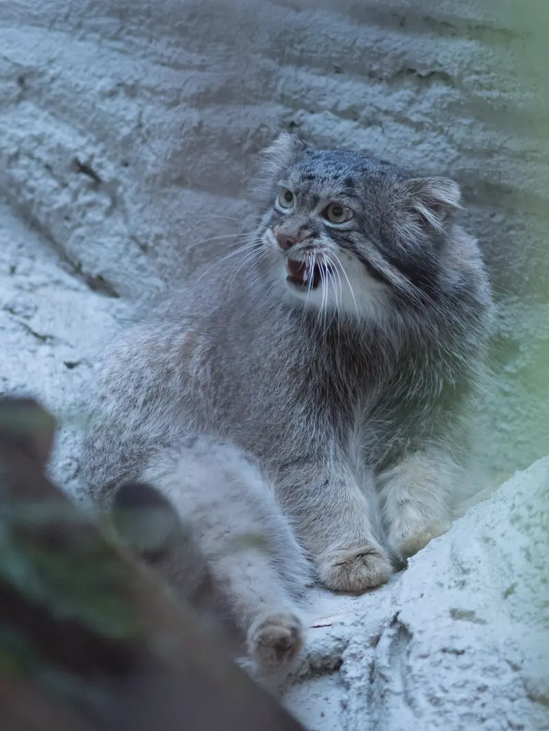 野毛山動物園のフィーガの写真