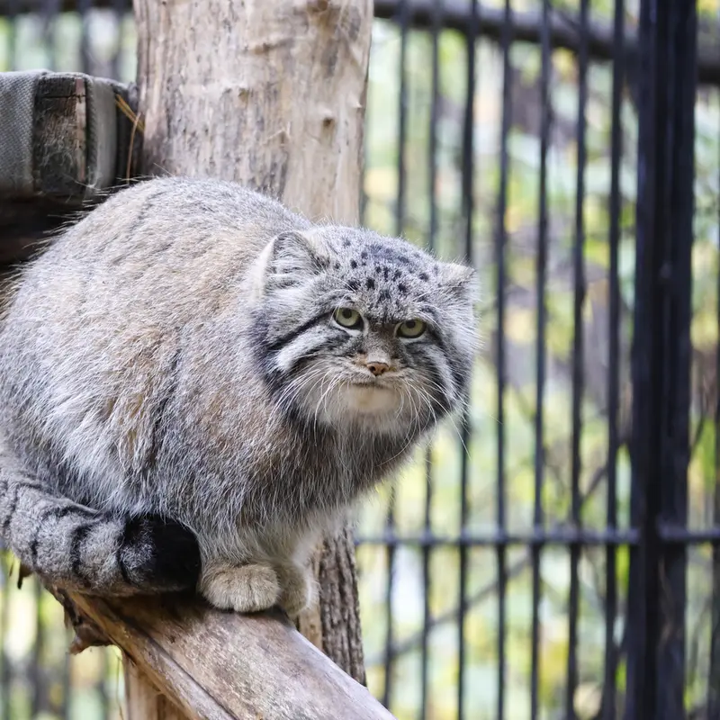 ノヴォシビルスク動物園のシルヴェスターの写真