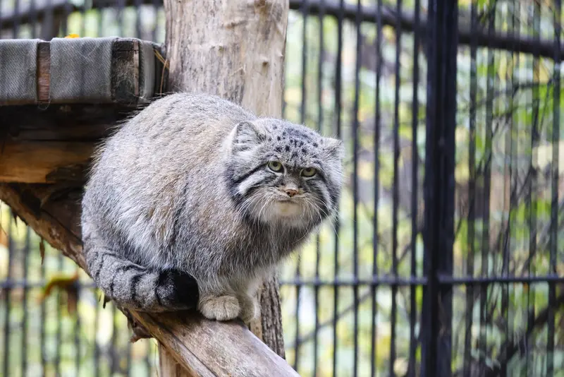 ノヴォシビルスク動物園のシルヴェスターの写真