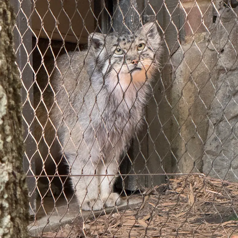 プロスペクト・パーク動物園のバトゥの写真