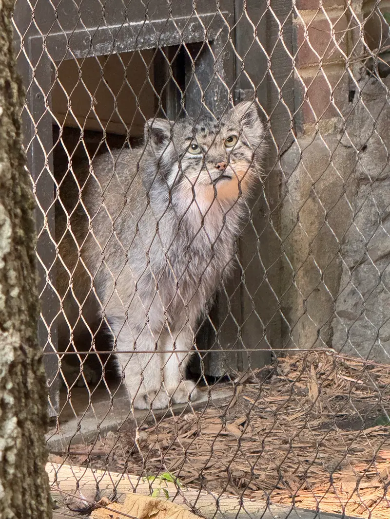 プロスペクト・パーク動物園のバトゥの写真
