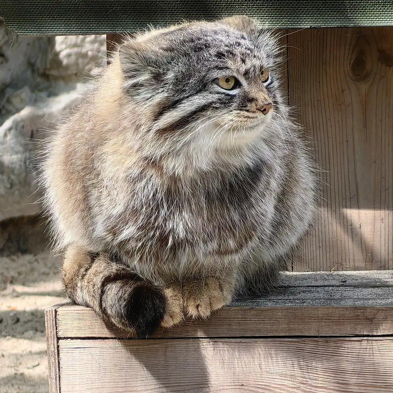 ノヴォシビルスク動物園のキムの写真