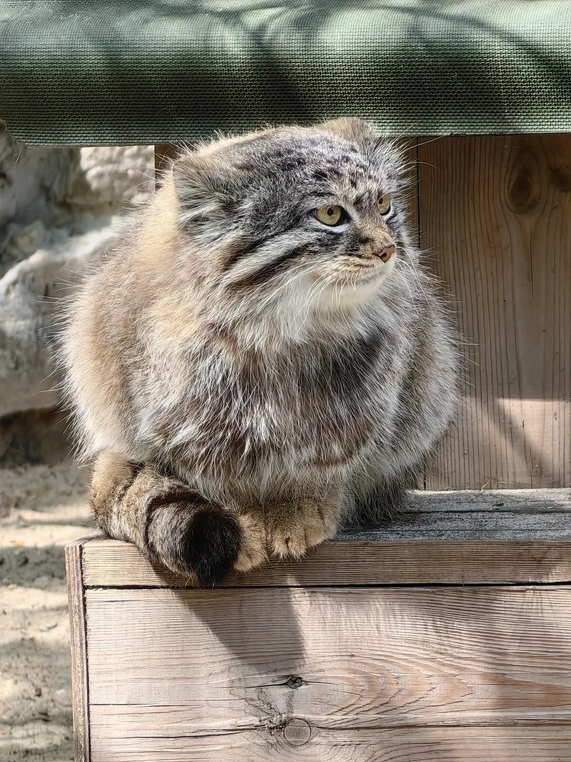 ノヴォシビルスク動物園のキムの写真