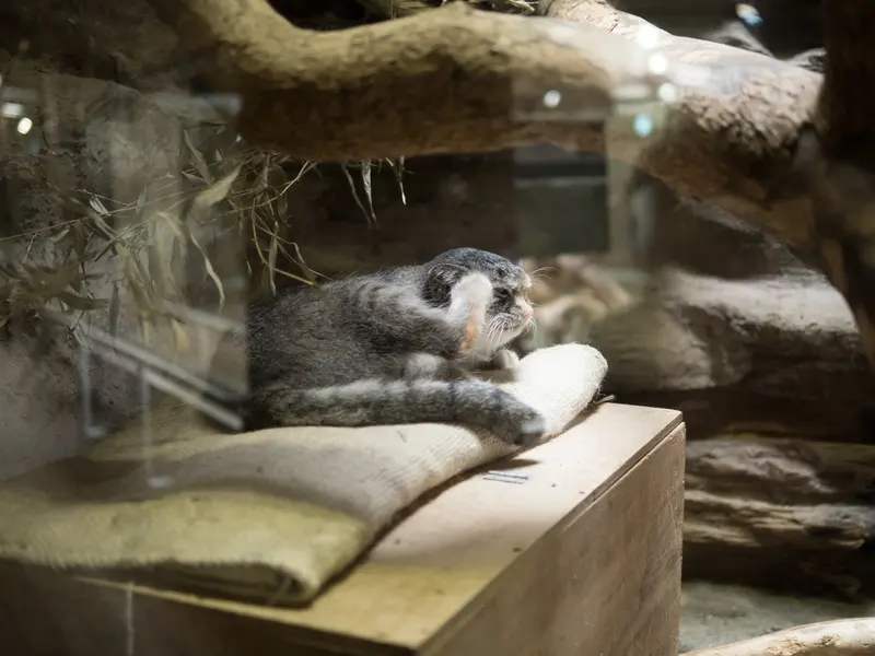 恩賜上野動物園のクリョンの写真