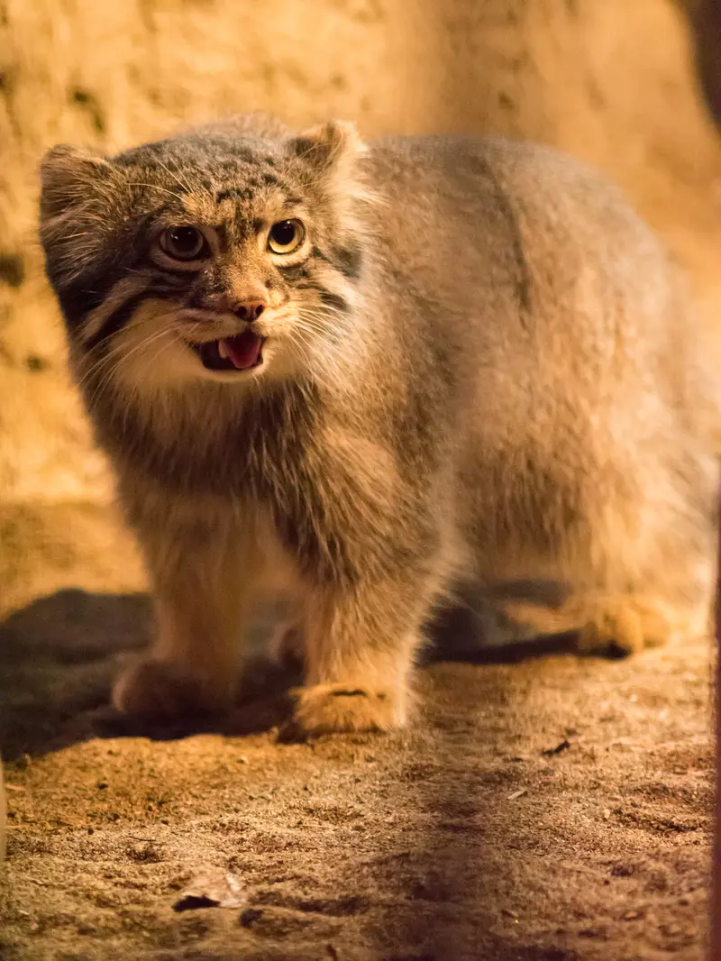 野毛山動物園のフィーガの写真