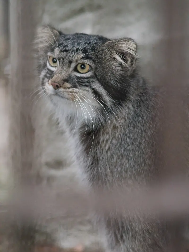 野毛山動物園のフィーガの写真