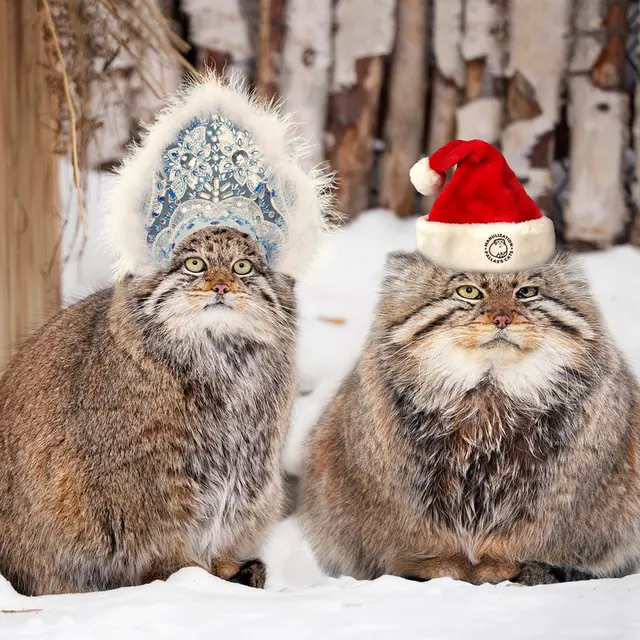 ノヴォシビルスク動物園のゼレノゴルスクとミアの写真