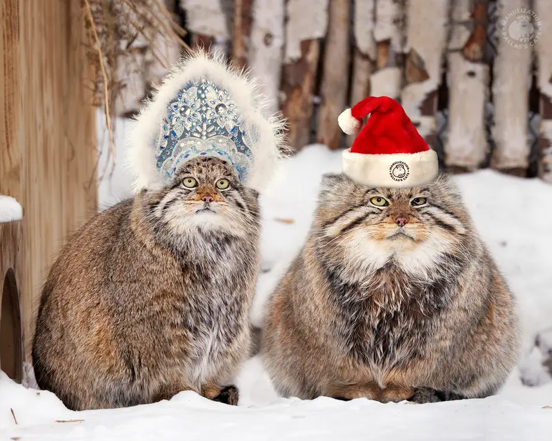 ノヴォシビルスク動物園のゼレノゴルスクとミアの写真
