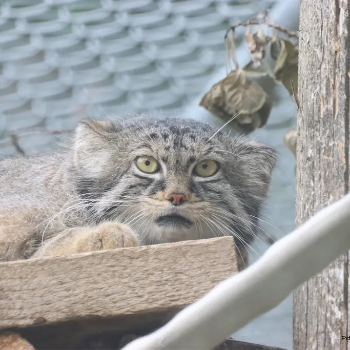 サスカトゥーン林業農場公園・動物園のノックスの写真