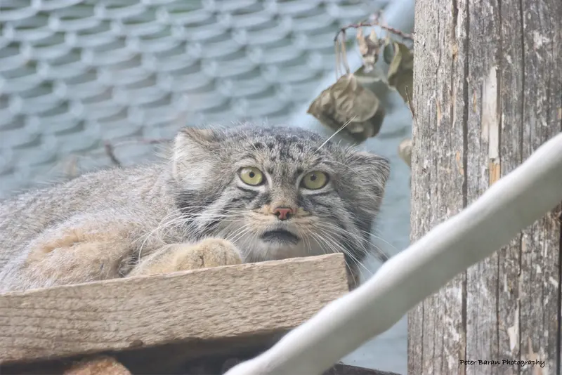 サスカトゥーン林業農場公園・動物園のノックスの写真