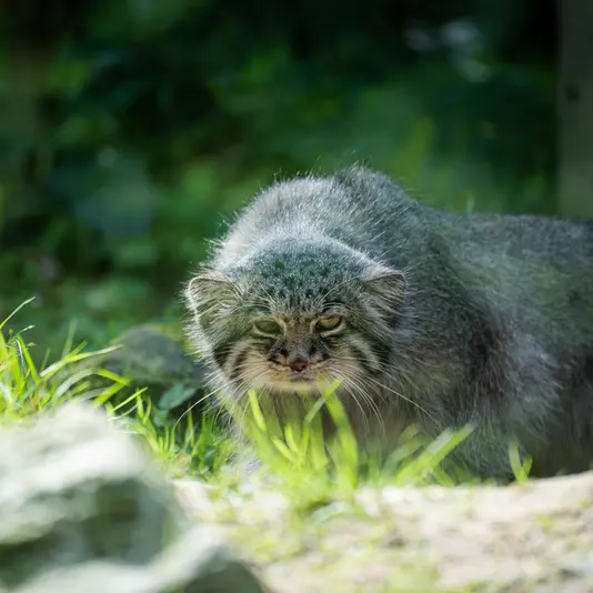 オペル動物園のバトゥの写真