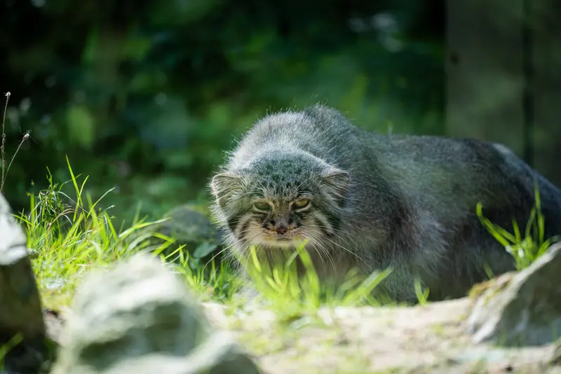 オペル動物園のバトゥの写真