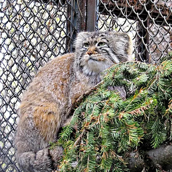 ノヴォシビルスク動物園のゼレノゴルスクの写真