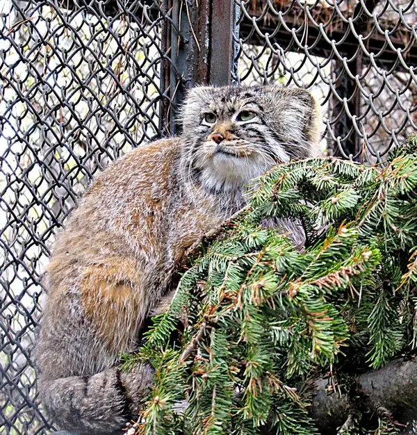 ノヴォシビルスク動物園のゼレノゴルスクの写真