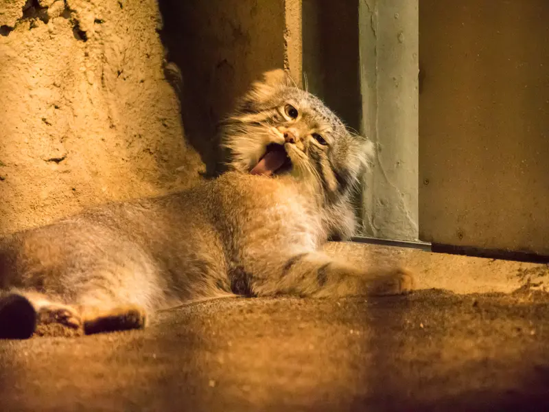 野毛山動物園のフィーガの写真