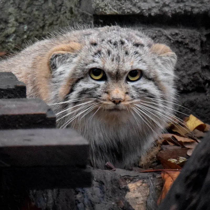 ブダペスト動物園＆植物園のルーシーの写真