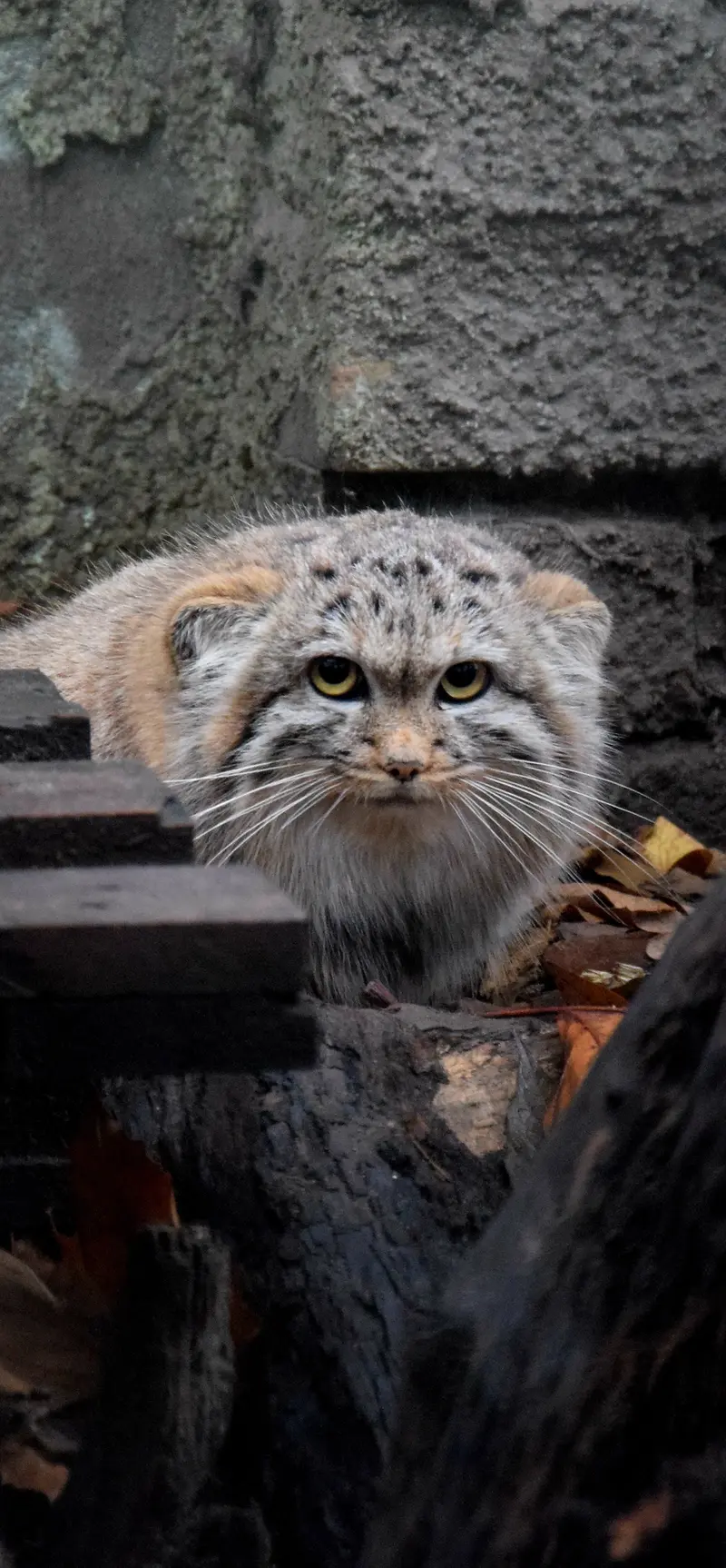 ブダペスト動物園＆植物園のルーシーの写真