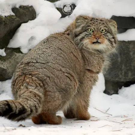 ノヴォシビルスク動物園のミアの息子 2022 Ⅲの写真