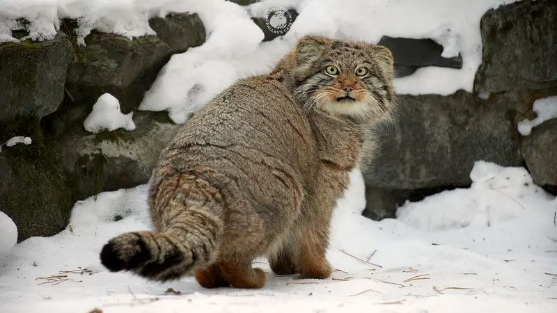 ノヴォシビルスク動物園のミアの息子 2022 Ⅲの写真