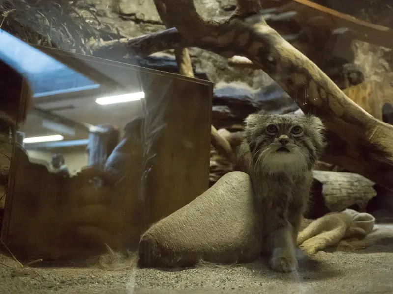恩賜上野動物園のクリョンの写真