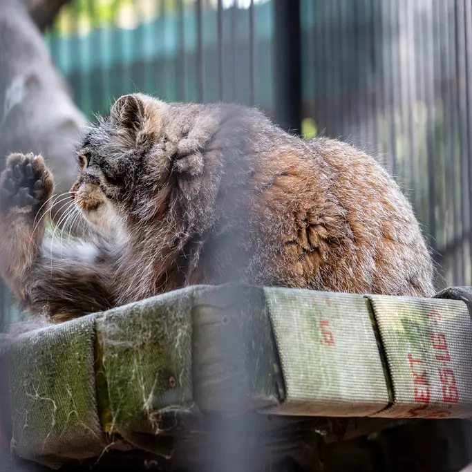 ノヴォシビルスク動物園のグレイの写真