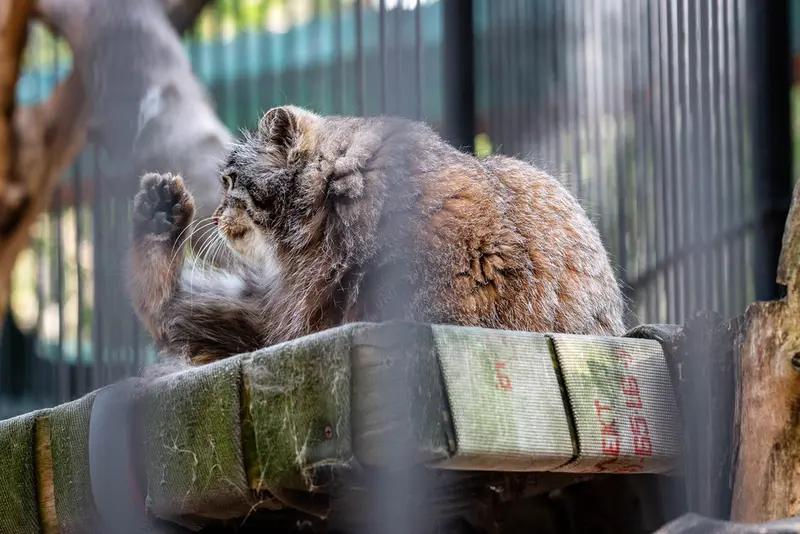 ノヴォシビルスク動物園のグレイの写真