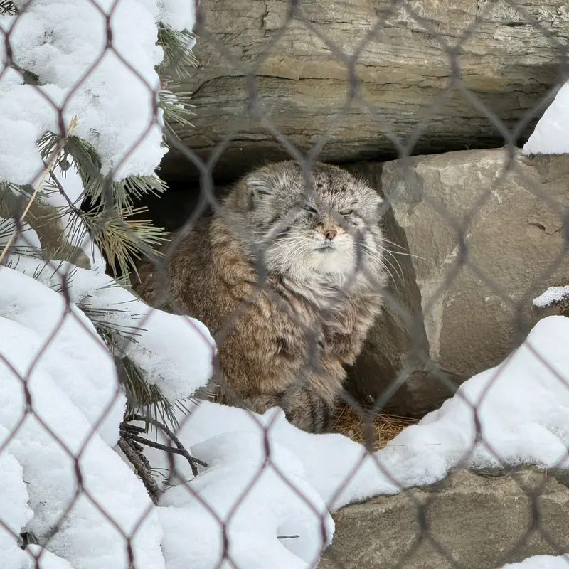 カルガリー動物園 / ワイルダー・インスティテュートのオラフの写真