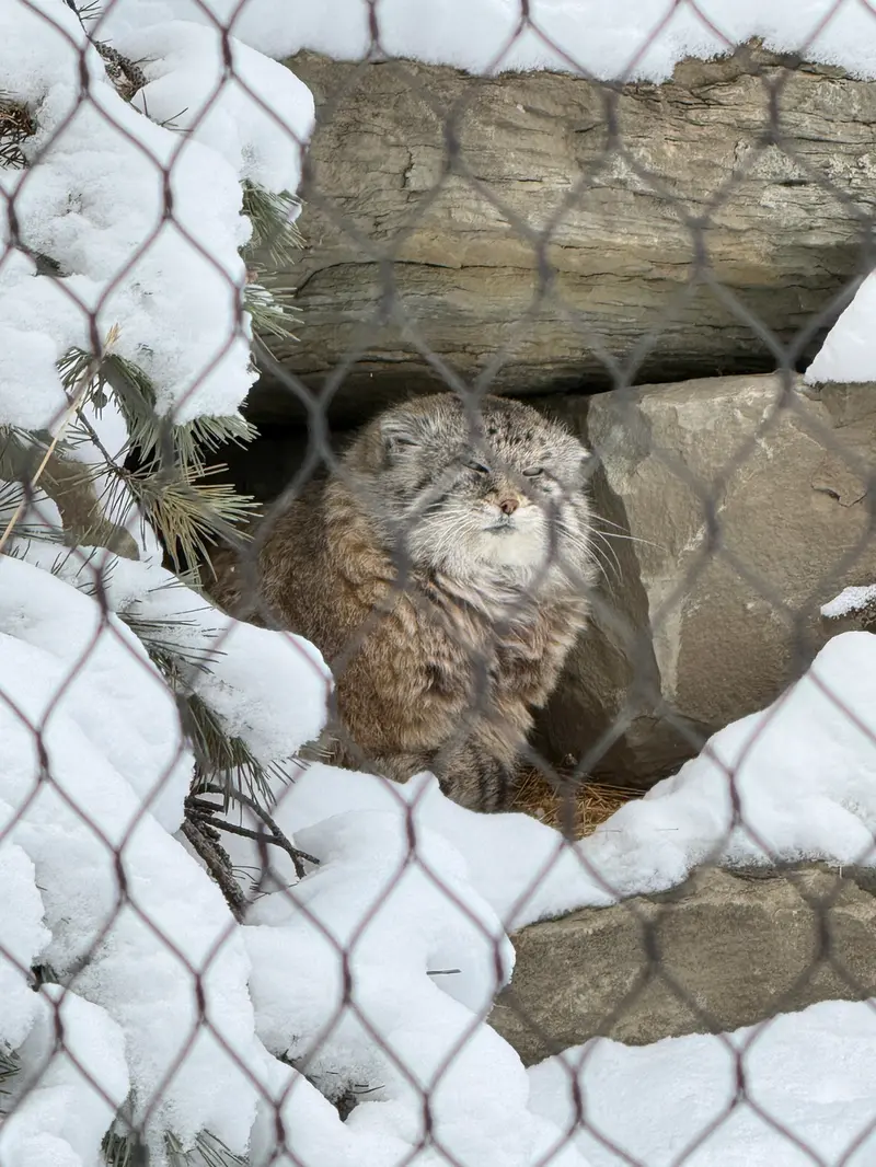 カルガリー動物園 / ワイルダー研究所のオラフの写真